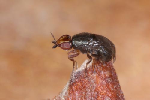 Réf. 318 468 : Camarota curvipennis